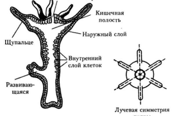 Не заходит на кракен