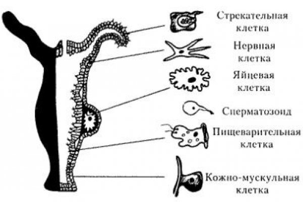 Кракен через тор браузер