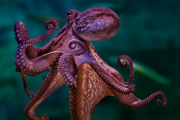 Kraken ссылка tor официальный сайт